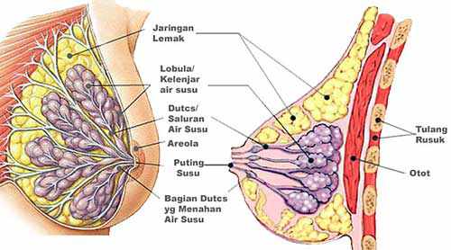 anatomy payudara