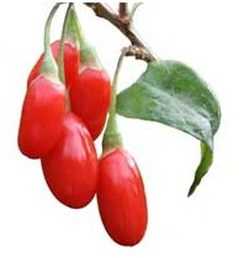 goji berry