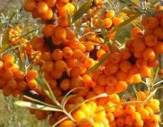 seabuckthorn