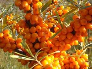 seabuckthorn