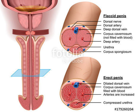 anatomi penis gasaoil