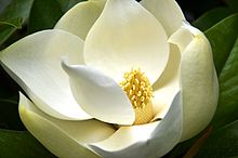 magnolia grandiflora